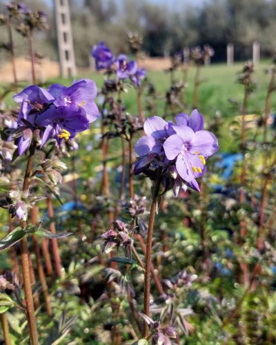 POLEMONIUM yezoense 'Purple Rain' - Csatavirág