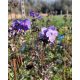POLEMONIUM yezoense 'Purple Rain' - Csatavirág