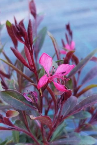 GAURA lindheimeri 'Flamingo Pink' - Évelő díszgyertya