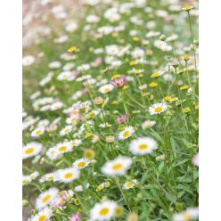 ERIGERON karvinskianus - Pirosodó küllőrojt