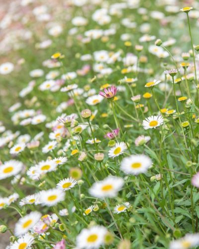 ERIGERON karvinskianus - Pirosodó küllőrojt