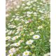 ERIGERON karvinskianus - Pirosodó küllőrojt