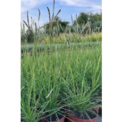 SESLERIA autumnalis - Őszi nyúlfarkfű