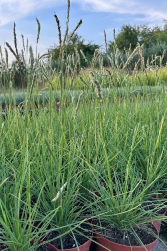 SESLERIA autumnalis - Őszi nyúlfarkfű