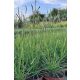 SESLERIA autumnalis - Őszi nyúlfarkfű
