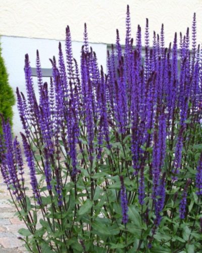 SALVIA nemorosa 'Caradonna' - Ligeti zsálya