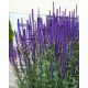 SALVIA nemorosa 'Caradonna' - Ligeti zsálya