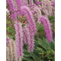   SANGUISORBA hakusanensis 'Lilac Squirrel' - Vérfű