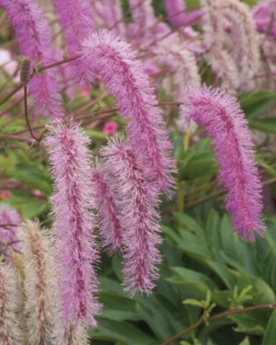 SANGUISORBA hakusanensis 'Lilac Squirrel' - Vérfű