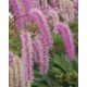SANGUISORBA hakusanensis 'Lilac Squirrel' - Vérfű