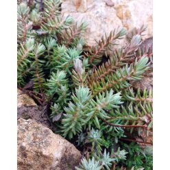 SEDUM reflexum 'Blue Spruce' - Kövi varjúháj