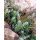 SEDUM reflexum 'Blue Spruce' - Kövi varjúháj
