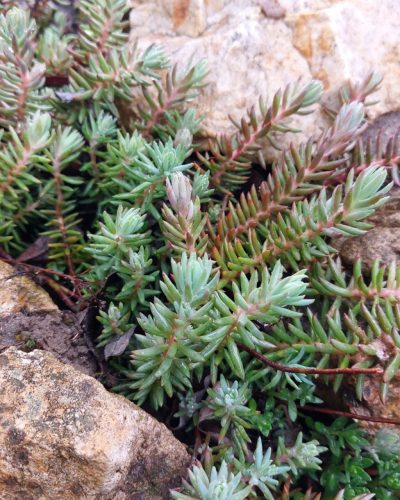 SEDUM reflexum 'Blue Spruce' - Kövi varjúháj