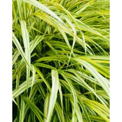 HAKONECHLOA macra 'Aureola' - Szálkafű