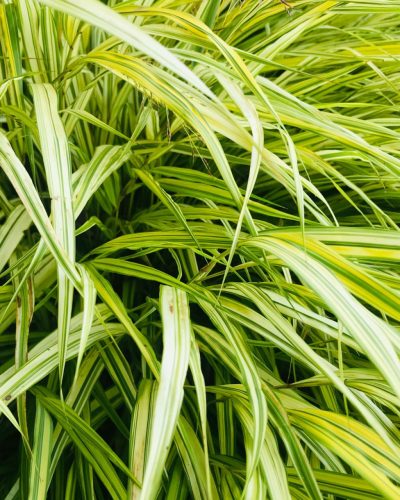 HAKONECHLOA macra 'Aureola' - Szálkafű