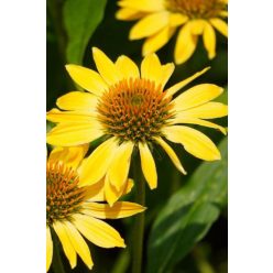 ECHINACEA purpurea ‘Mellow Yellow’ – Kasvirág