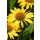 ECHINACEA purpurea ‘Mellow Yellow’ – Kasvirág