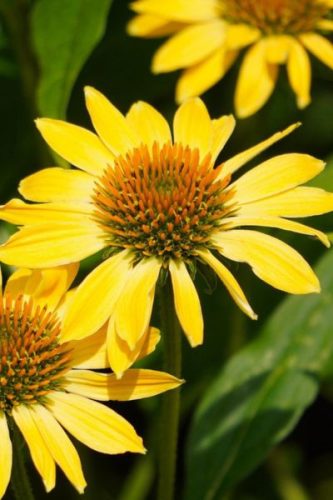 ECHINACEA purpurea ‘Mellow Yellow’ – Kasvirág