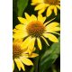 ECHINACEA purpurea ‘Mellow Yellow’ – Kasvirág