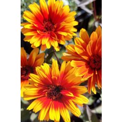   HELIOPSIS helianthoides 'Funky Spinner' - Érdes napszemvirág