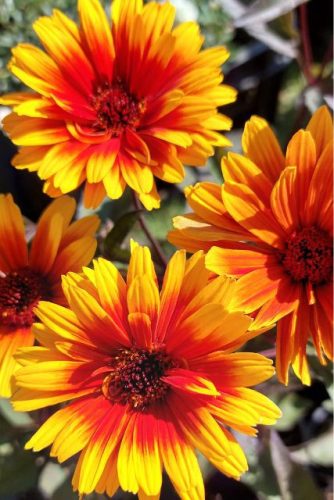HELIOPSIS helianthoides 'Funky Spinner' - Érdes napszemvirág