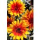 HELIOPSIS helianthoides 'Funky Spinner' - Érdes napszemvirág