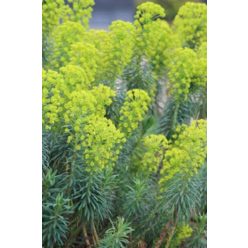 EUPHORBIA characias ssp. wulfenii - velencei kutyatej