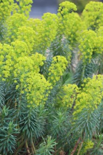 EUPHORBIA characias ssp. wulfenii - velencei kutyatej