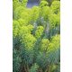 EUPHORBIA characias ssp. wulfenii - velencei kutyatej