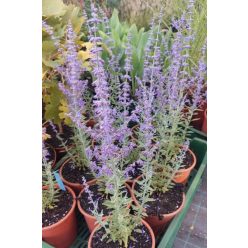   SALVIA yangii (syn. Perovskia atriplicifolia) 'Prime Time' - Sudárzsálya
