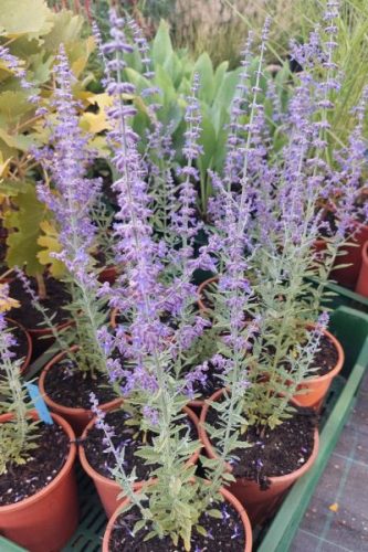 SALVIA yangii (syn. Perovskia atriplicifolia) 'Prime Time' - Sudárzsálya