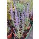 SALVIA yangii (syn. Perovskia atriplicifolia) 'Prime Time' - Sudárzsálya