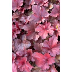 HEUCHERA 'Forever Red' - Tűzeső