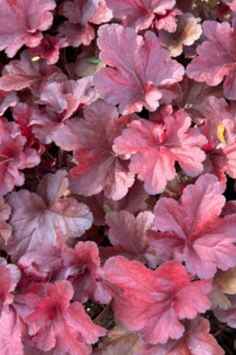 HEUCHERA 'Forever Red' - Tűzeső