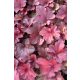 HEUCHERA 'Forever Red' - Tűzeső