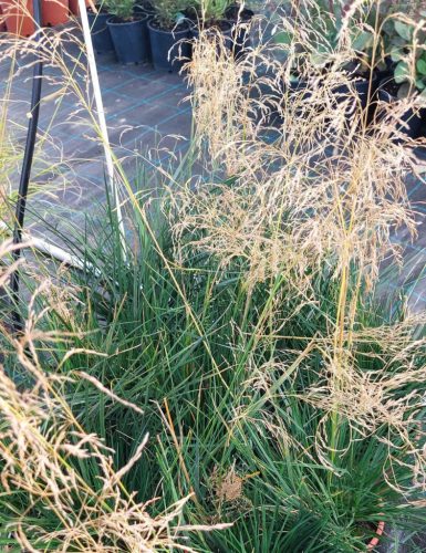 DESCHAMPSIA cespitosa 'Palava' - Gyepes sédbúza