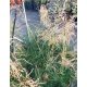 DESCHAMPSIA cespitosa 'Palava' - Gyepes sédbúza