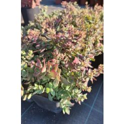 SEDUM tatarinowii - Tatár varjúháj 