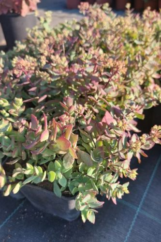 SEDUM tatarinowii - Tatár varjúháj 