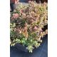SEDUM tatarinowii - Tatár varjúháj 