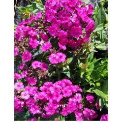   PHLOX paniculata 'Early Magenta'– Bugás lángvirág