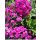 PHLOX paniculata 'Early Magenta'– Bugás lángvirág