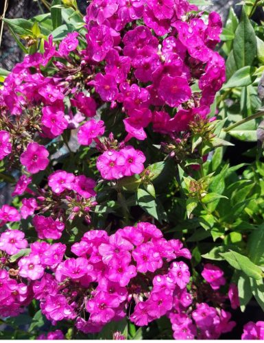 PHLOX paniculata 'Early Magenta'– Bugás lángvirág