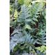 POLYPODIUM vulgare - Édesgyökerű páfrány