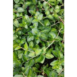 VINCA major 'Maculata' - Nagy meténg