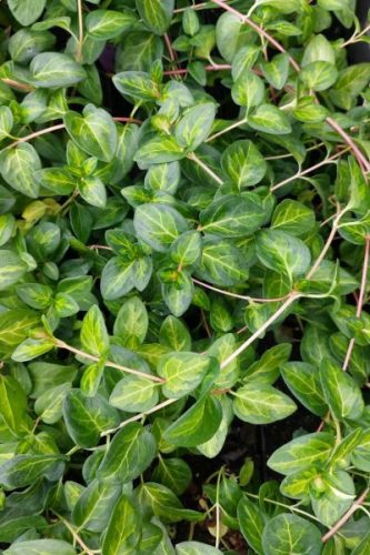 VINCA major 'Maculata' - Nagy meténg