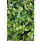 VINCA major 'Maculata' - Nagy meténg