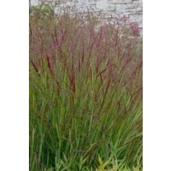 PANICUM virgatum 'Shenandoah' - Vesszős köles