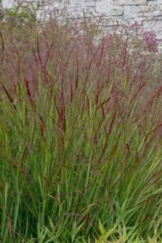 PANICUM virgatum 'Shenandoah' - Vesszős köles