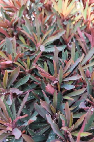 EUPHORBIA 'Miner's Merlot' - Kutyatej